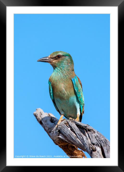 European Roller; Coracias garrulus Framed Mounted Print by Steve de Roeck