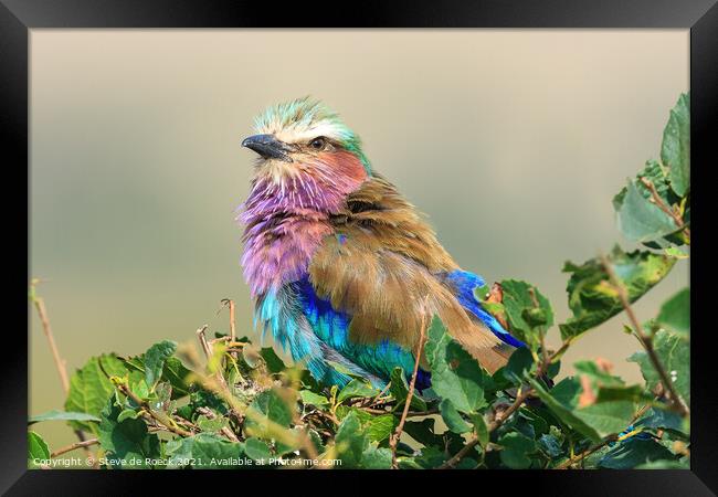 Lilac Breasted Roller; Coracias caudatus Framed Print by Steve de Roeck