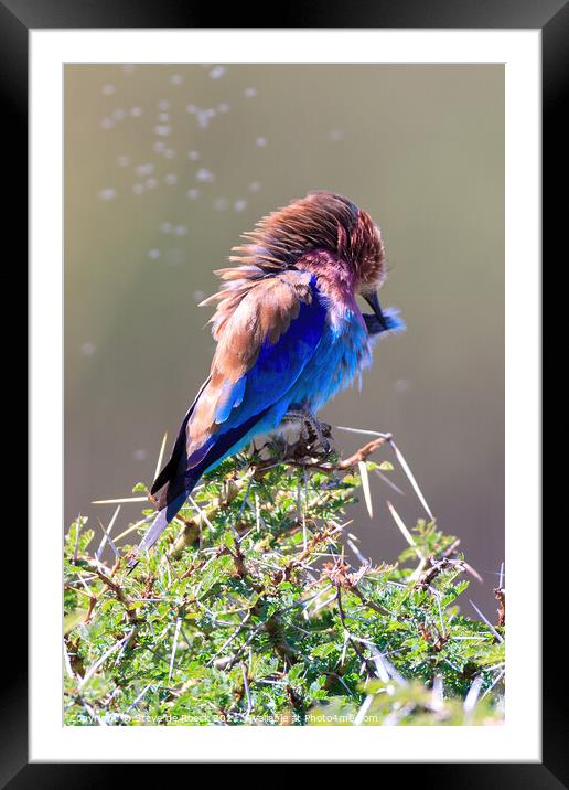 Lilac Breasted Roller Under Attack Framed Mounted Print by Steve de Roeck