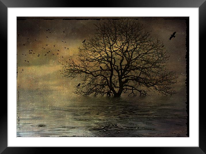 After the Storm Framed Mounted Print by Sandra Pledger