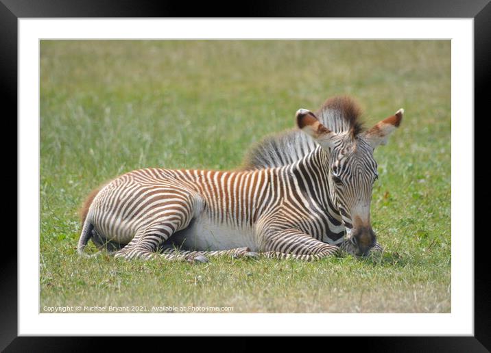 A young zebra relaxing in a feild Framed Mounted Print by Michael bryant Tiptopimage