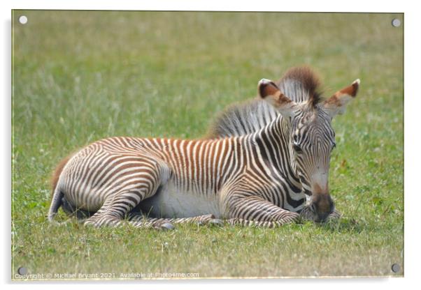 A young zebra relaxing in a feild Acrylic by Michael bryant Tiptopimage