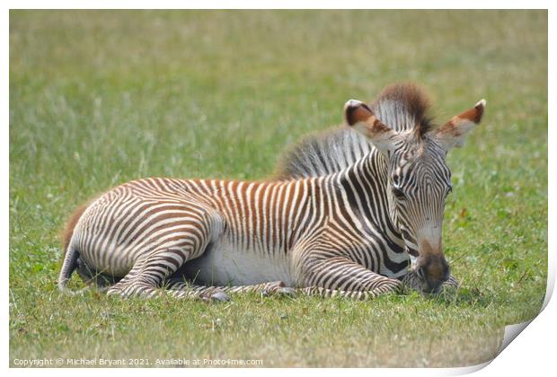 A young zebra relaxing in a feild Print by Michael bryant Tiptopimage