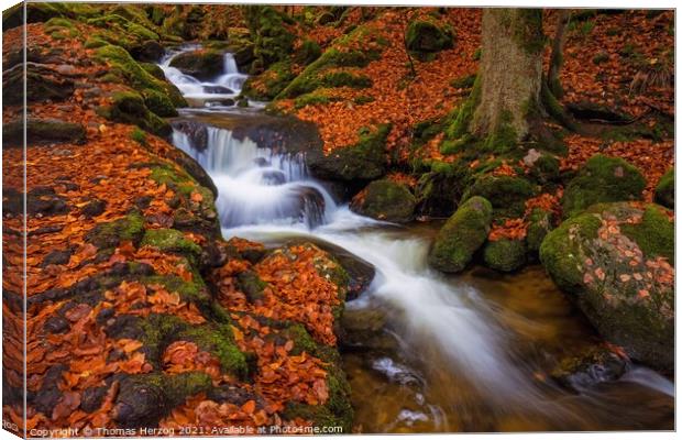 Brook in the beech forest Canvas Print by Thomas Herzog