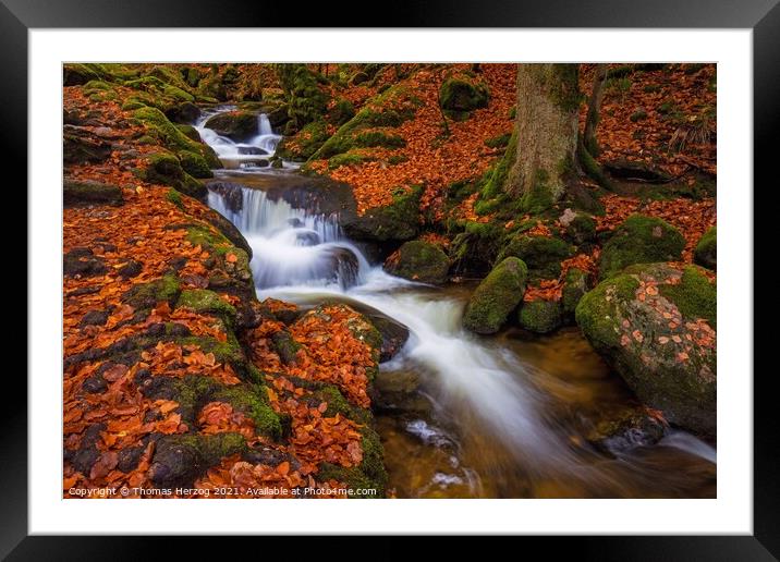 Brook in the beech forest Framed Mounted Print by Thomas Herzog