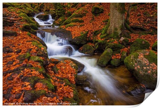 Brook in the beech forest Print by Thomas Herzog