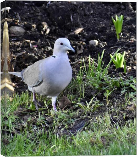 Collared Dove Canvas Print by Roy Hinchliffe