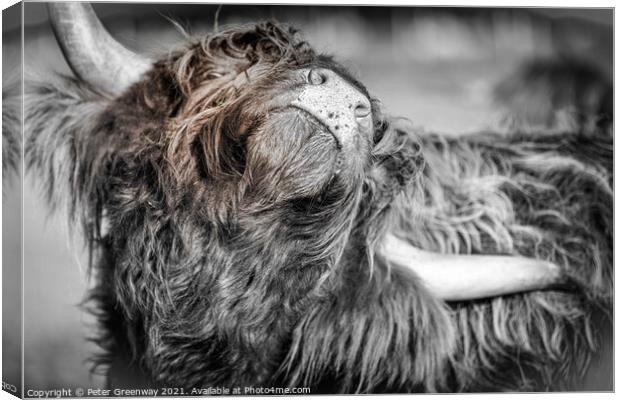 Eye See You ! Canvas Print by Peter Greenway