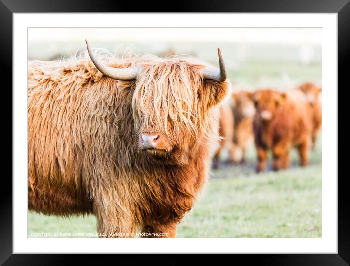 A Herd Highland Cows In The Scottish Highlands Framed Mounted Print by Peter Greenway