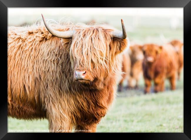 A Herd Highland Cows In The Scottish Highlands Framed Print by Peter Greenway