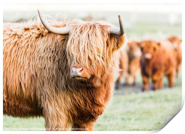 A Herd Highland Cows In The Scottish Highlands Print by Peter Greenway
