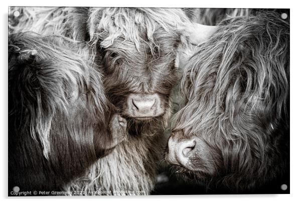The Mothers Meeting Of Highland Cows Acrylic by Peter Greenway