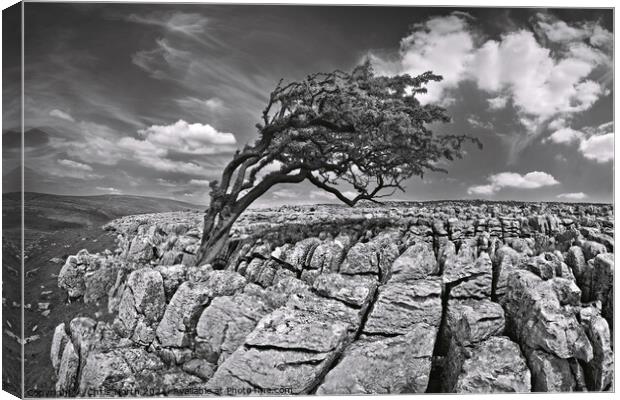 Wind swept tree on Twisleton moor, Yorkshire Dales. Canvas Print by Chris North