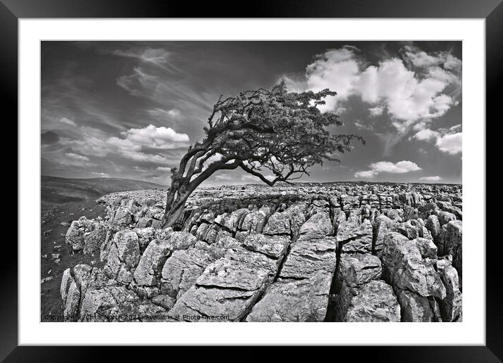 Wind swept tree on Twisleton moor, Yorkshire Dales. Framed Mounted Print by Chris North