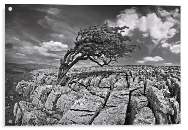 Wind swept tree on Twisleton moor, Yorkshire Dales. Acrylic by Chris North