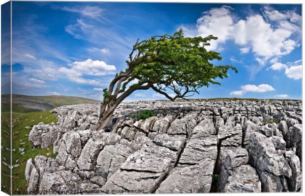 Wind swept tree on Twisleton moor, Yorkshire Dales. Canvas Print by Chris North