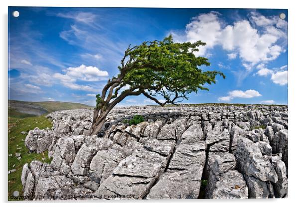 Wind swept tree on Twisleton moor, Yorkshire Dales. Acrylic by Chris North