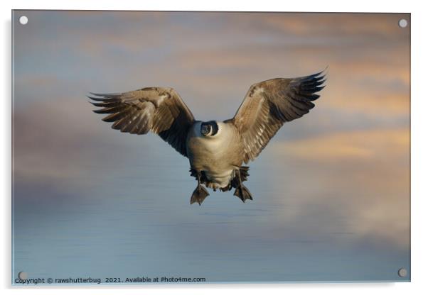 Flying Canada Goose Acrylic by rawshutterbug 