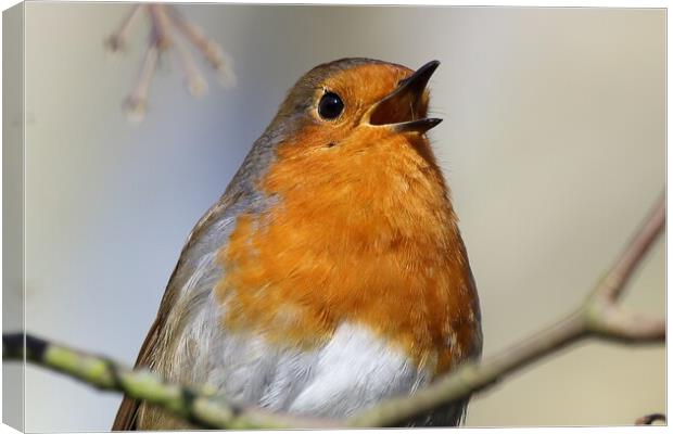 Singing Robin Canvas Print by Phil Clements
