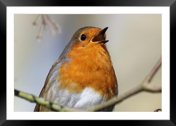 Singing Robin Framed Mounted Print by Phil Clements