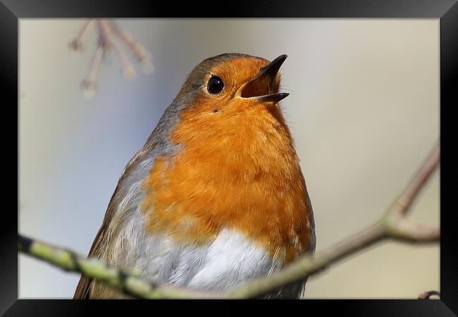 Singing Robin Framed Print by Phil Clements