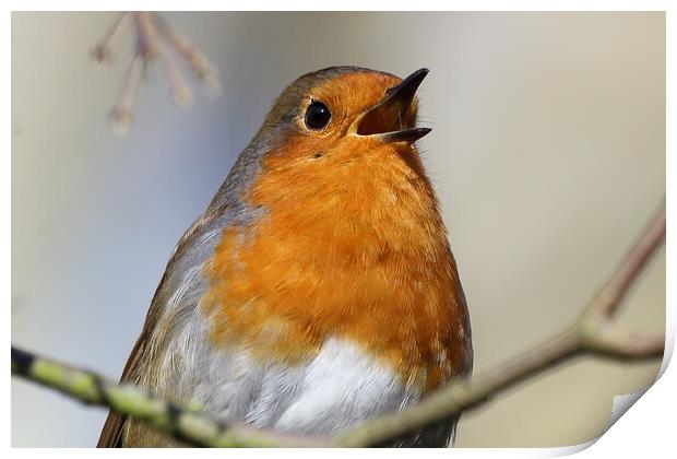 Singing Robin Print by Phil Clements