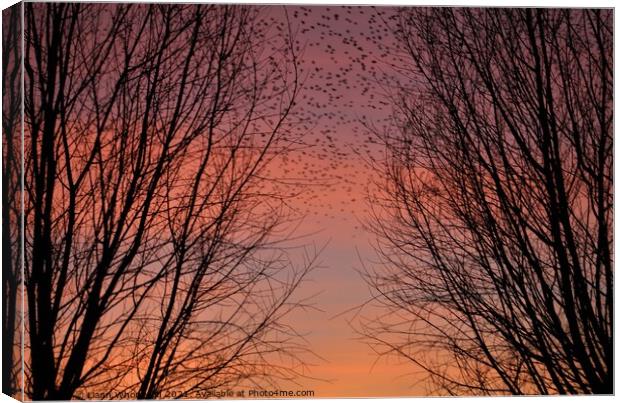 Through the trees sunset  Canvas Print by Liann Whorwood