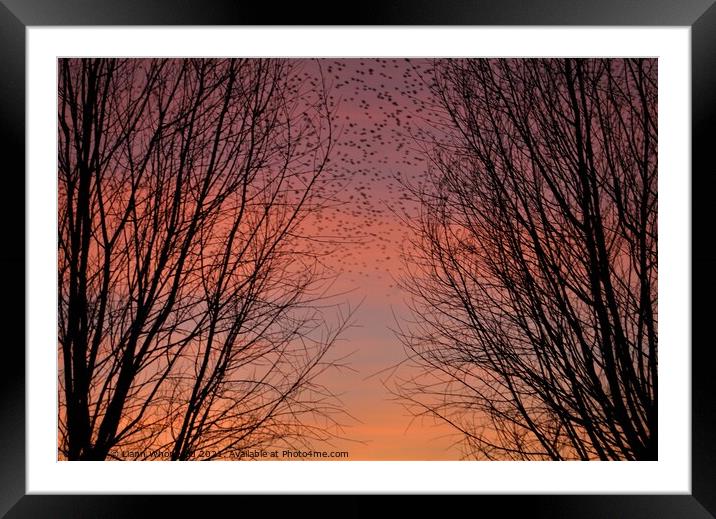Through the trees sunset  Framed Mounted Print by Liann Whorwood