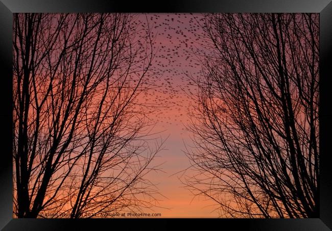 Through the trees sunset  Framed Print by Liann Whorwood