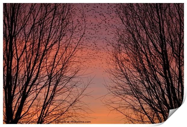 Through the trees sunset  Print by Liann Whorwood