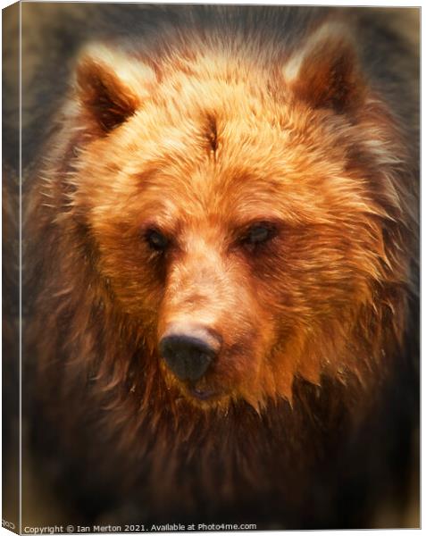 Grizzly Bear Canvas Print by Ian Merton