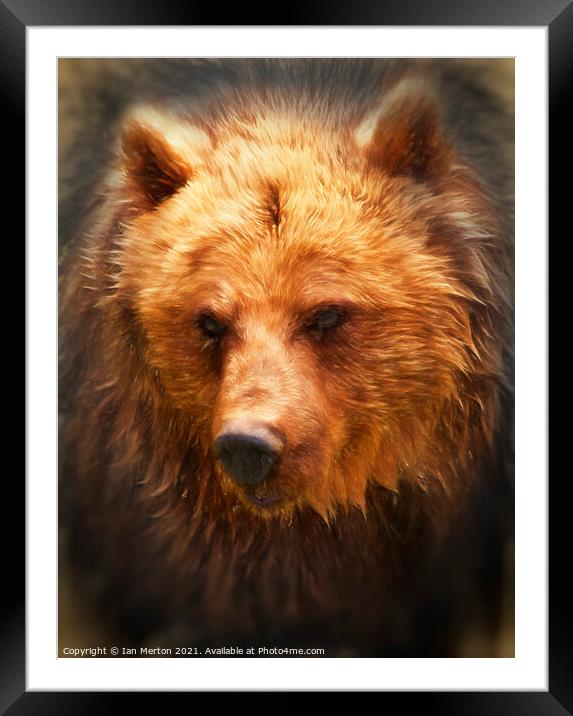 Grizzly Bear Framed Mounted Print by Ian Merton