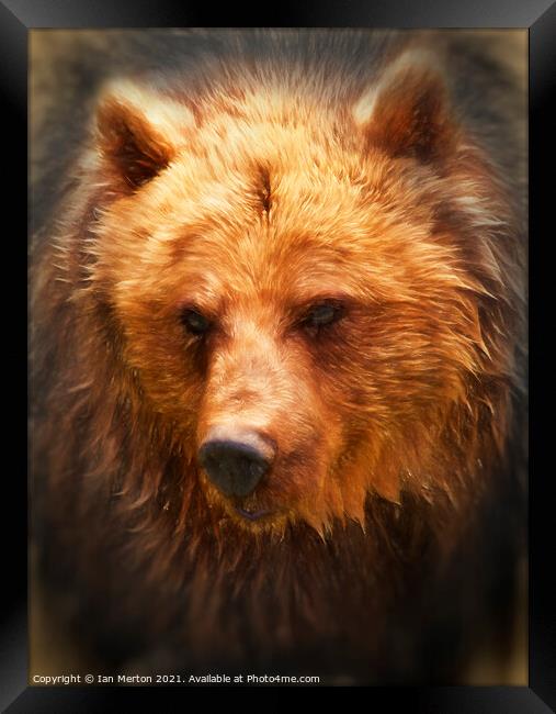 Grizzly Bear Framed Print by Ian Merton