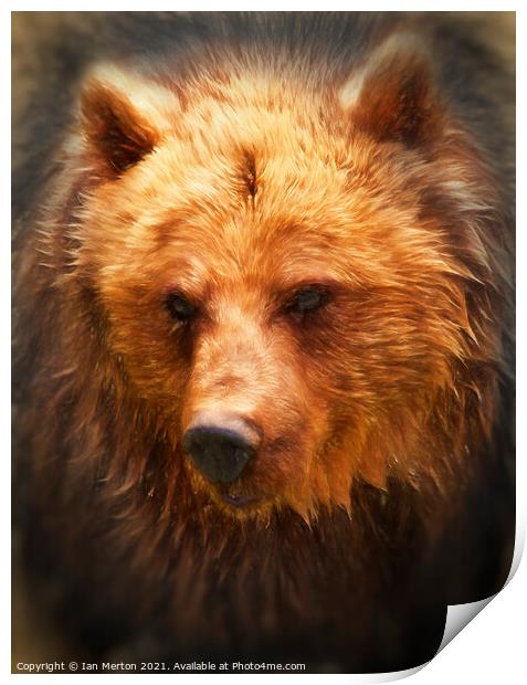 Grizzly Bear Print by Ian Merton