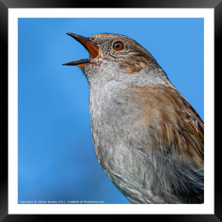 Dunnock Framed Mounted Print by Adrian Rowley