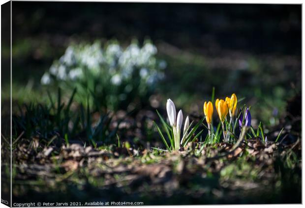 Spring Sunshine Canvas Print by Peter Jarvis