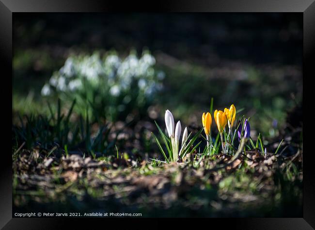 Spring Sunshine Framed Print by Peter Jarvis