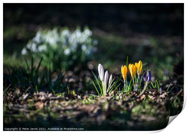 Spring Sunshine Print by Peter Jarvis