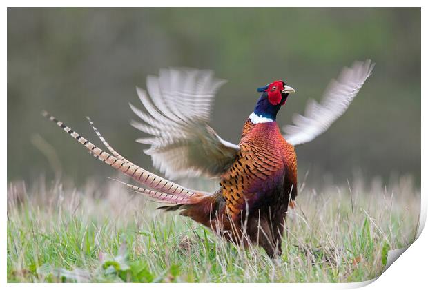 Common Pheasant Courting in Spring Print by Arterra 