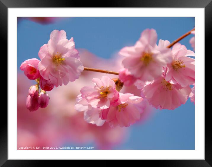 Pink blossoms on a cherry tree Framed Mounted Print by Nik Taylor