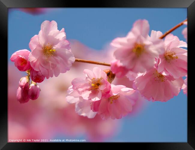 Pink blossoms on a cherry tree Framed Print by Nik Taylor