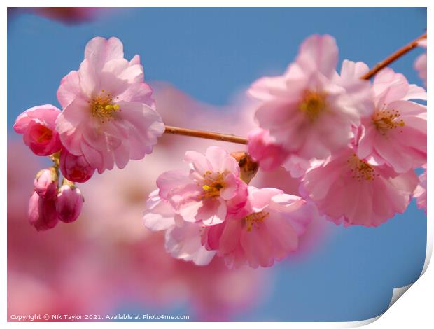 Pink blossoms on a cherry tree Print by Nik Taylor