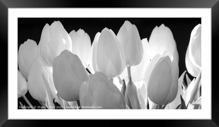 Beautiful tulips flowers in black and white panorama  Framed Mounted Print by Stuart Chard