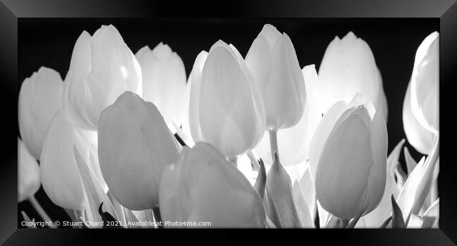 Beautiful tulips flowers in black and white panorama  Framed Print by Travel and Pixels 
