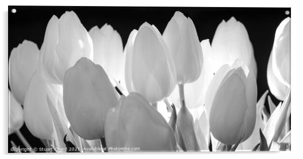 Beautiful tulips flowers in black and white panorama  Acrylic by Travel and Pixels 