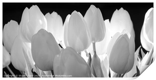 Beautiful tulips flowers in black and white panorama  Print by Stuart Chard