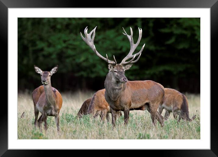 Red Deer Stag with Hinds Framed Mounted Print by Arterra 