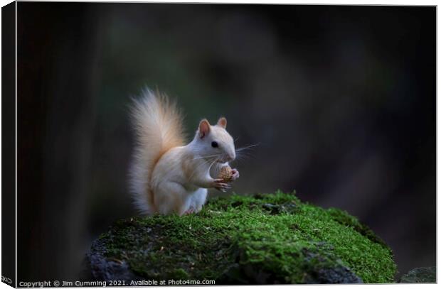 White Squirrel with peanut Canvas Print by Jim Cumming