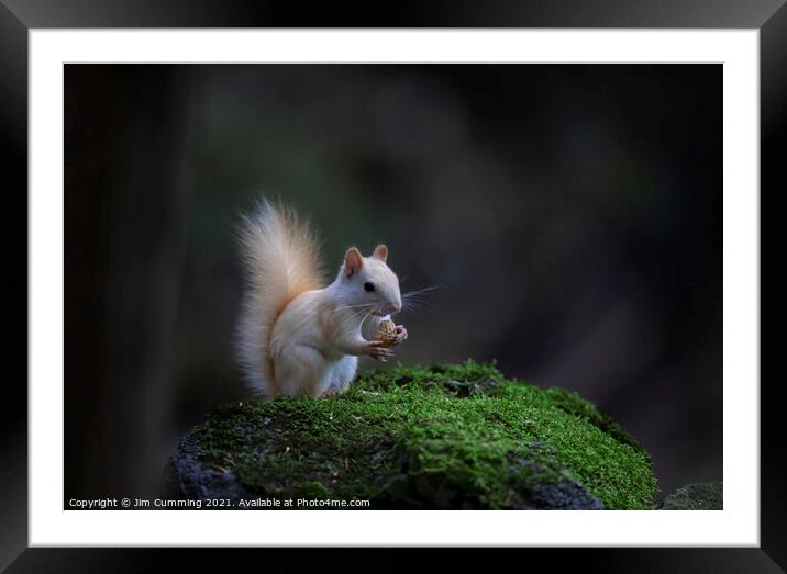 White Squirrel with peanut Framed Mounted Print by Jim Cumming