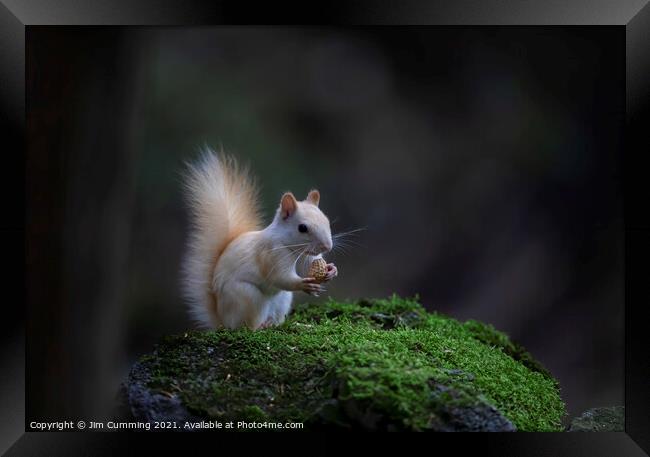 White Squirrel with peanut Framed Print by Jim Cumming